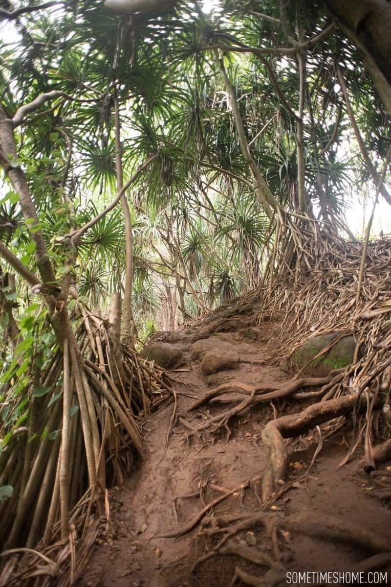 Queens Bath in Princeville, on Kauai, Hawaii. What to do and see in the north end of the island by Sometimes Home travel blog with images by Mikkel Paige.