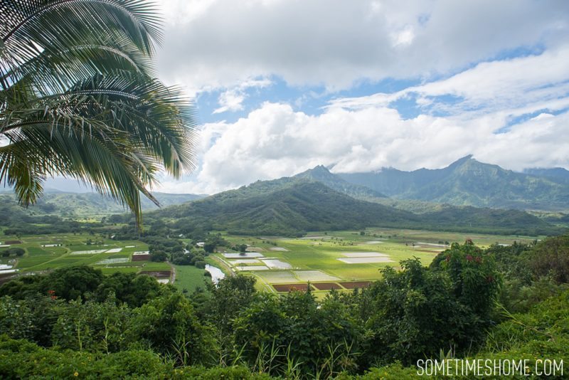 What to do and see in the north end of Kauai, Hawaii by Sometimes Home travel blog. Image by Mikkel Paige of an aerial view of a taro farm.