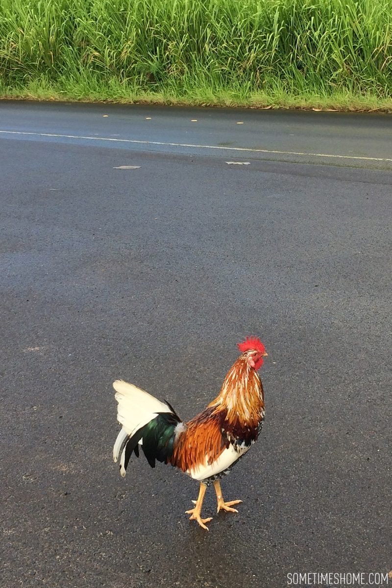 What to do and see in the north end of Kauai, Hawaii by Sometimes Home travel blog. Image by Mikkel Paige of a feral chicken on the island.