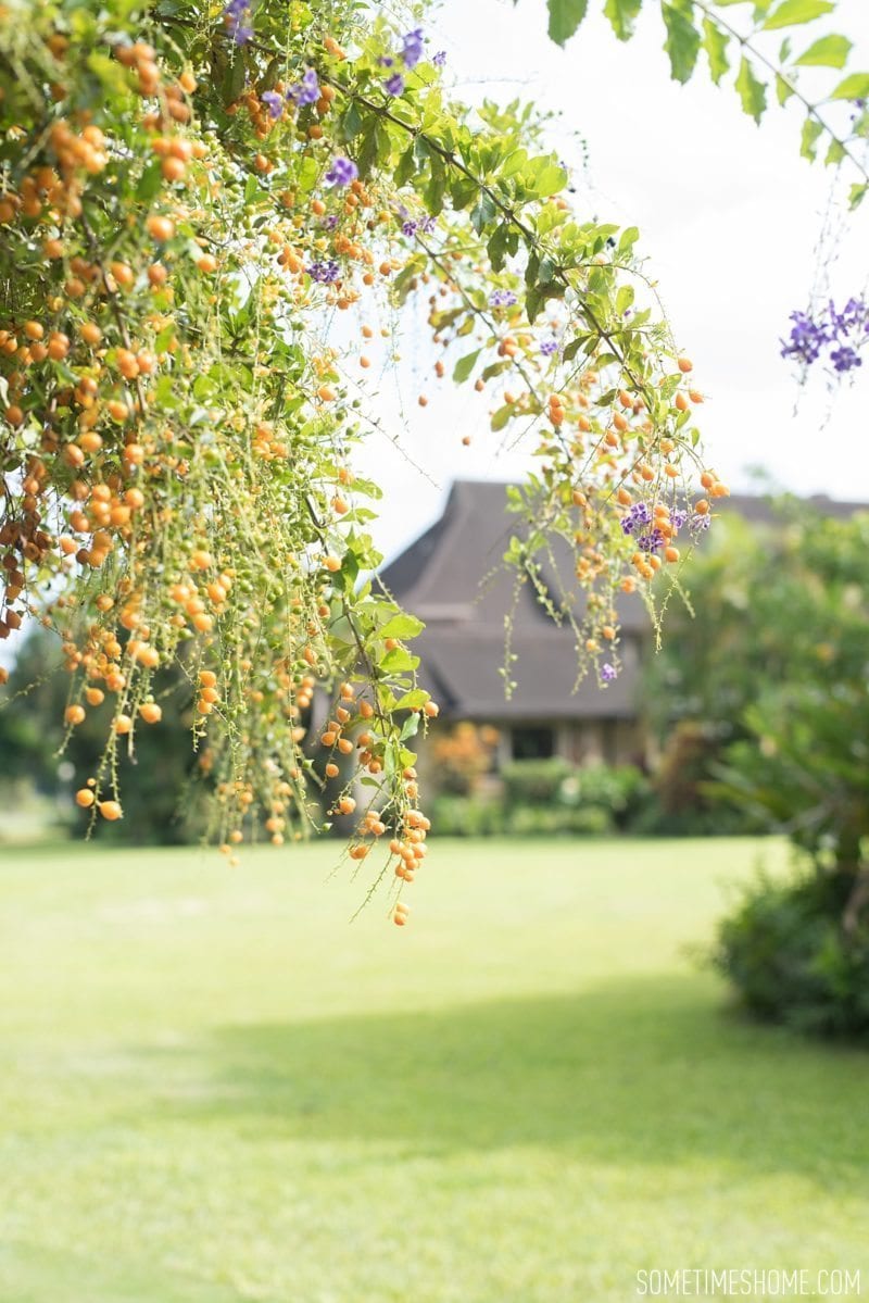 Kilohana Estate photos in Kauai by Sometimes Home travel blog, and professional photographer Mikkel Paige.