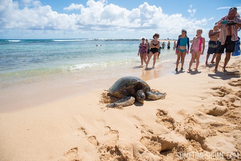 Koloa Heritage Trail photos on the south end of Kauai, Hawaii. Images of a turtle on the beach on Sometimes Home travel blog, by Mikkel Paige.