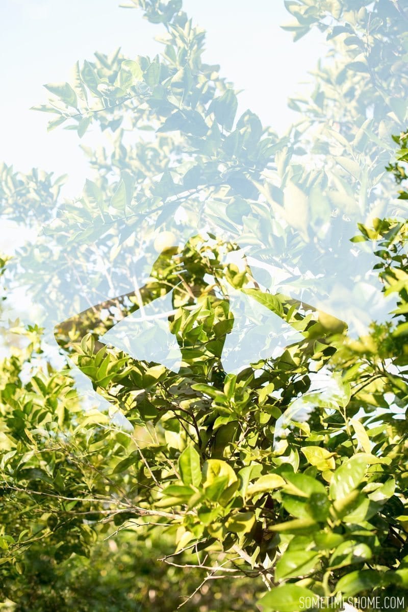 Sometimes Home travel blog Belize information including Table Rock resort. Double exposure of picking fruit at Table Rock Lodge.