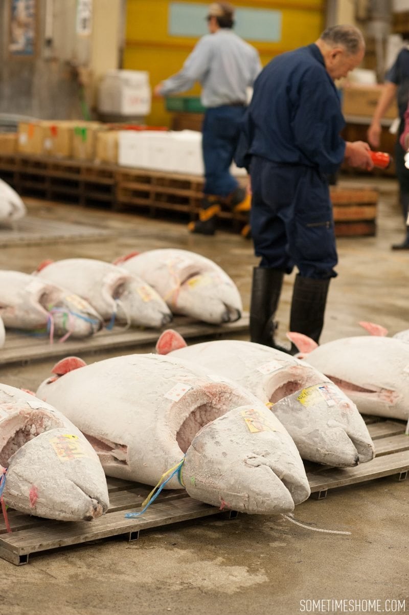 Experience and photos at Tsukiji Fish Market in Tokyo, Japan by Sometimes Home Travel Blog. Frozen tuna are sliced open to reveal meat quality.