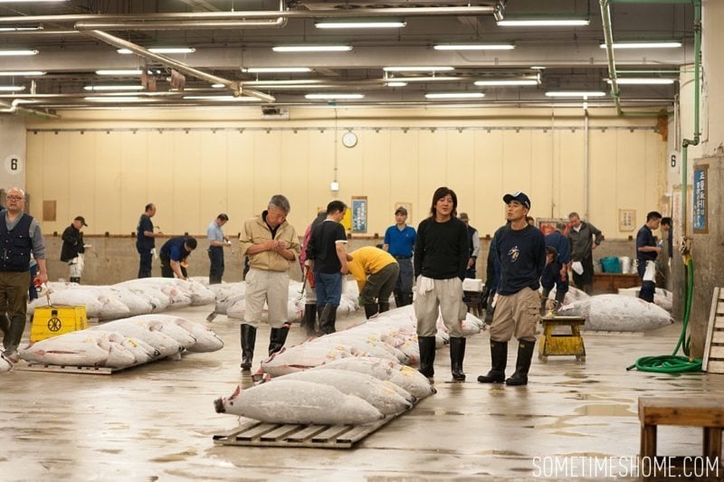 Experience and photos at Tsukiji Fish Market in Tokyo, Japan by Sometimes Home Travel Blog. Frozen tuna are inspected by auction buyers.
