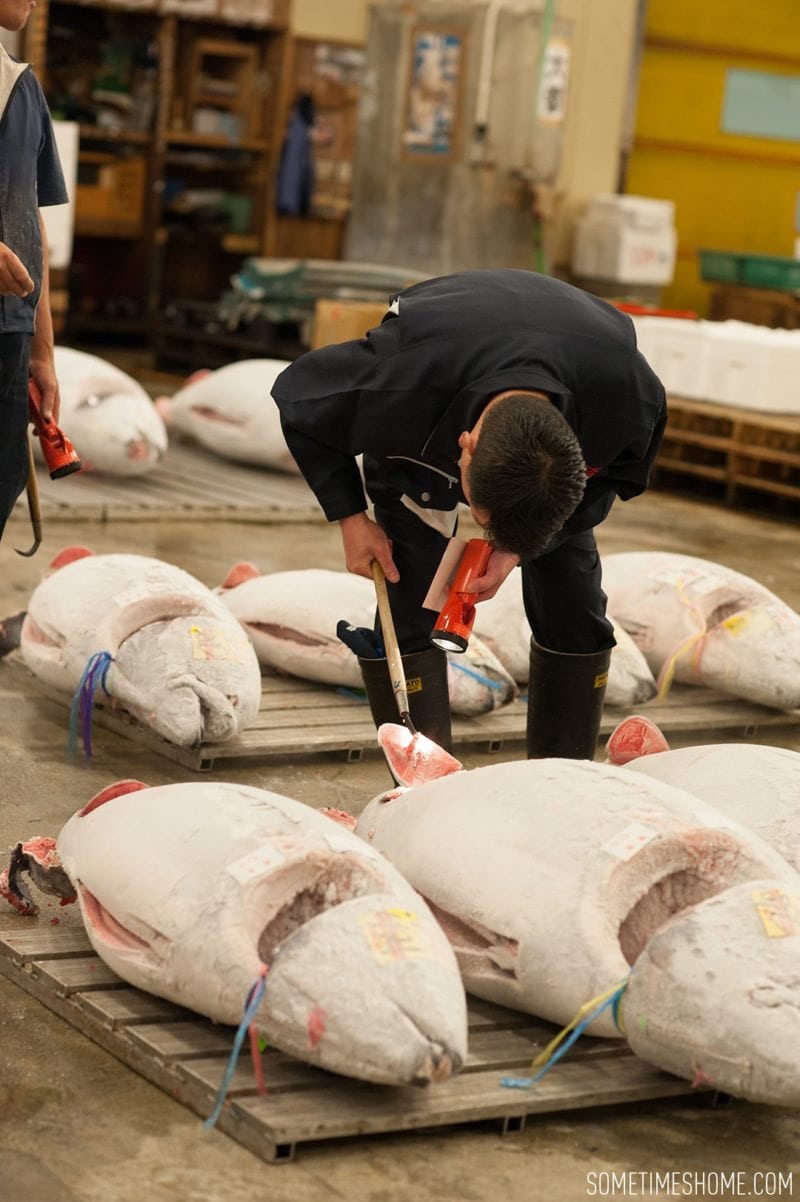 Experience and photos at Tsukiji Fish Market in Tokyo, Japan by Sometimes Home Travel Blog. Frozen tuna are inspected by auction buyers.