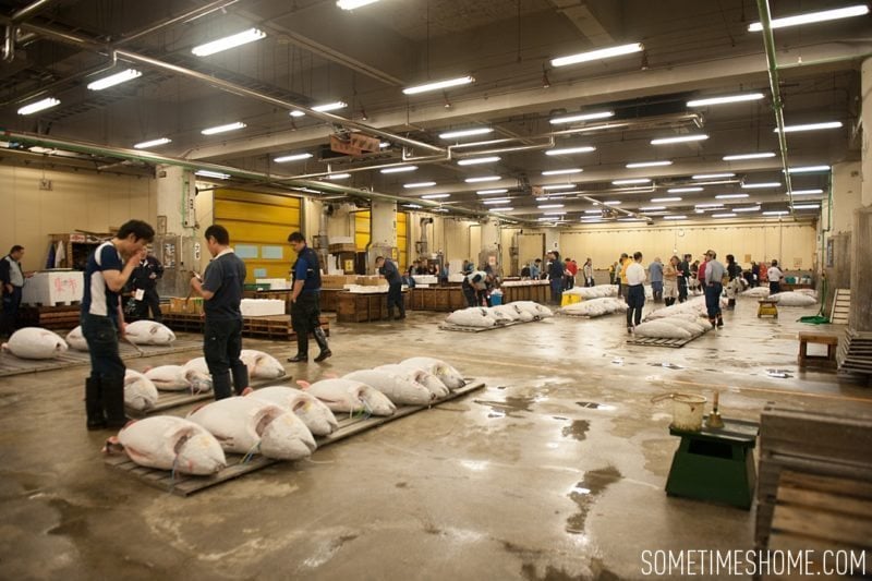 Early morning experience and photos at Tsukiji Fish Market in Tokyo, Japan by Sometimes Home Travel Blog. Overview of the frozen tuna ready for auction.