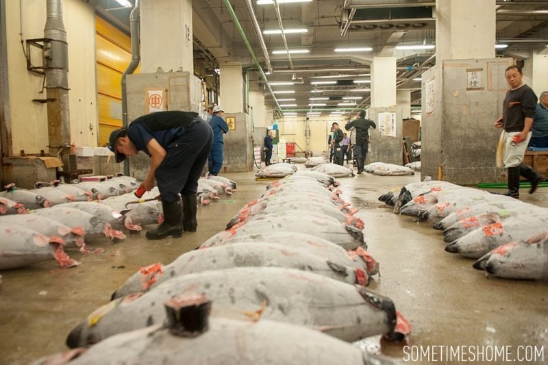 Experience and photos at Tsukiji Fish Market in Tokyo, Japan by Sometimes Home Travel Blog. Frozen tuna are inspected by auction buyers.