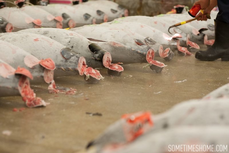 Experience and photos at Tsukiji Fish Market in Tokyo, Japan by Sometimes Home Travel Blog. Frozen tuna are sliced open to reveal meat quality.