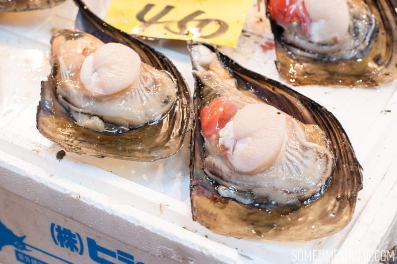 Experience and photos at Tsukiji Fish Market in Tokyo, Japan by Sometimes Home Travel Blog. Picture of giant clam for sale.