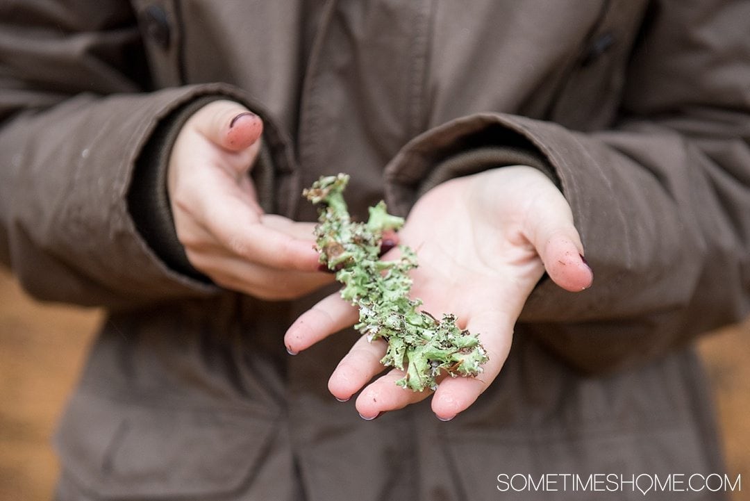 What to do on a rainy day in Boone, NC. Photos and activities on Sometimes Home travel blog. Picture of foraging lichen in a misty forest.