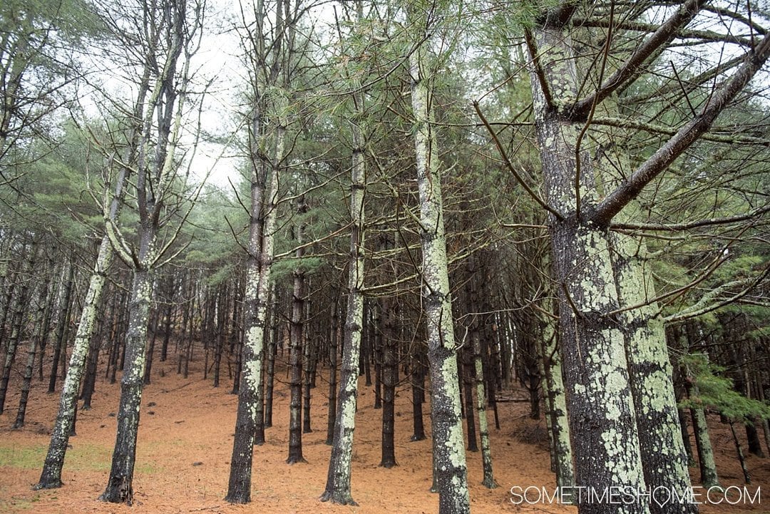 What to do on a rainy day in Boone, NC. Photos and activities on Sometimes Home travel blog. Picture of a misty forest.