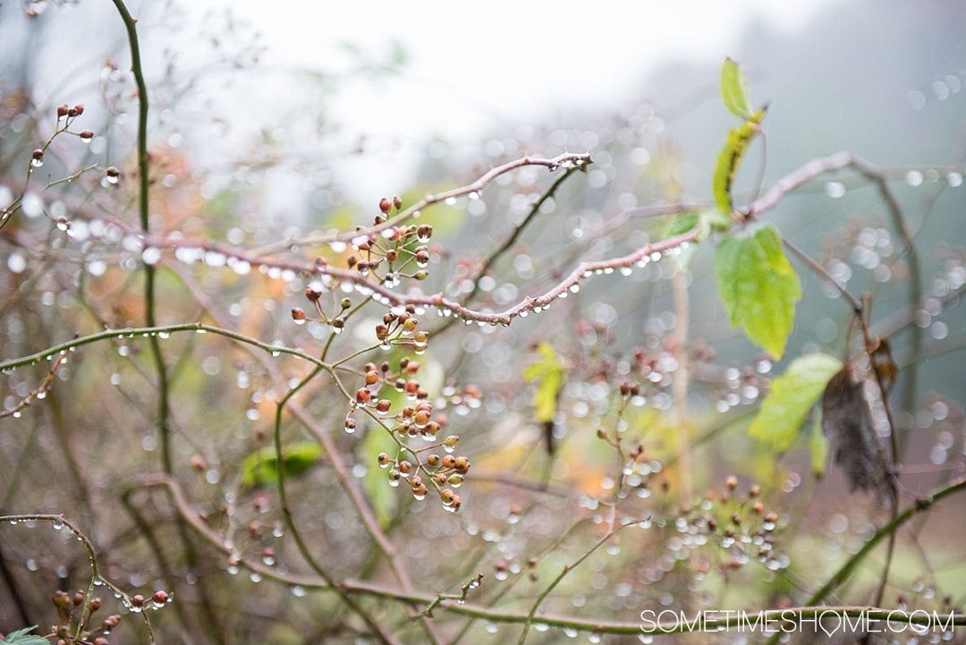 What to do on a rainy day in Boone, NC. Photos and activities on Sometimes Home travel blog. Picture of dew on a branch. 