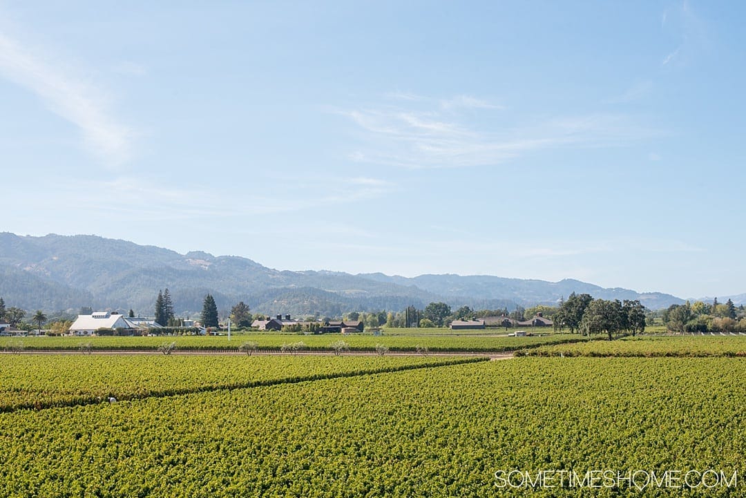 Helpful information about Napa Valley. Things to do in this beautiful wine region of California for a romantic vacation, whether you're on a budget or have a fuller wallet. From wineries and vineyards, to tasting rooms and restaurants we have information you want to know! Click through to be informed! #NapaValley #Napa #NapaCalifornia #Wineries #NapaValleyCA #informationaboutNapa