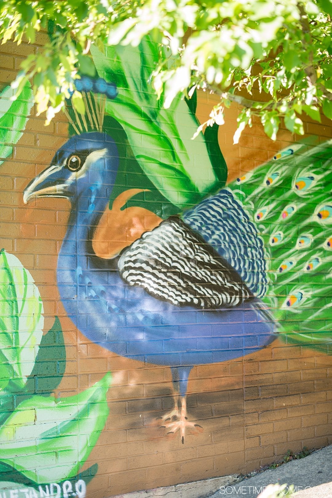 Why a Trip to Buffalo Had Me in Disbelief on Sometimes Home travel blog. Photo of a peacock mural in the city's downtown area of Allentown.