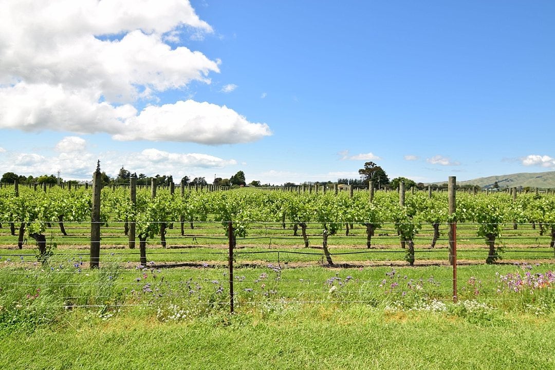 Fantastic Fall Destination Ideas Around the World on Sometimes Home travel blog. Picture of South Island, New Zealand vineyard by Alexandra of Positive Impact Journey.