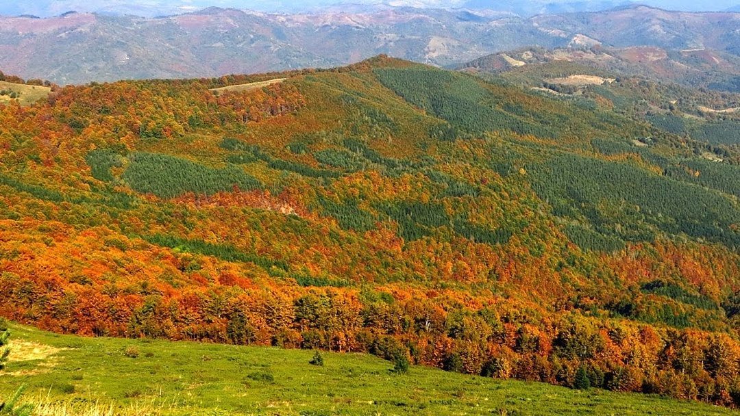 Fantastic Fall Destination Ideas Around the World on Sometimes Home travel blog. Picture of South Island, New Zealand fall trees by Alexandra of Positive Impact Journey.