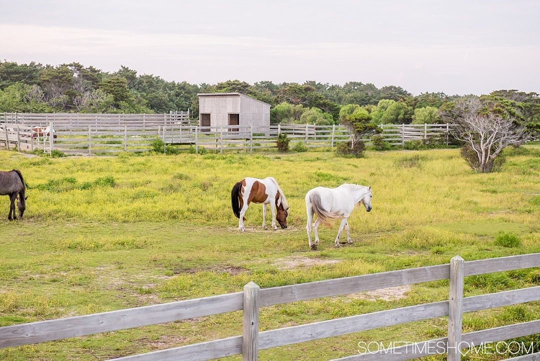 Essential First Visit Guide for Ocracoke Island on Sometimes Home travel website.