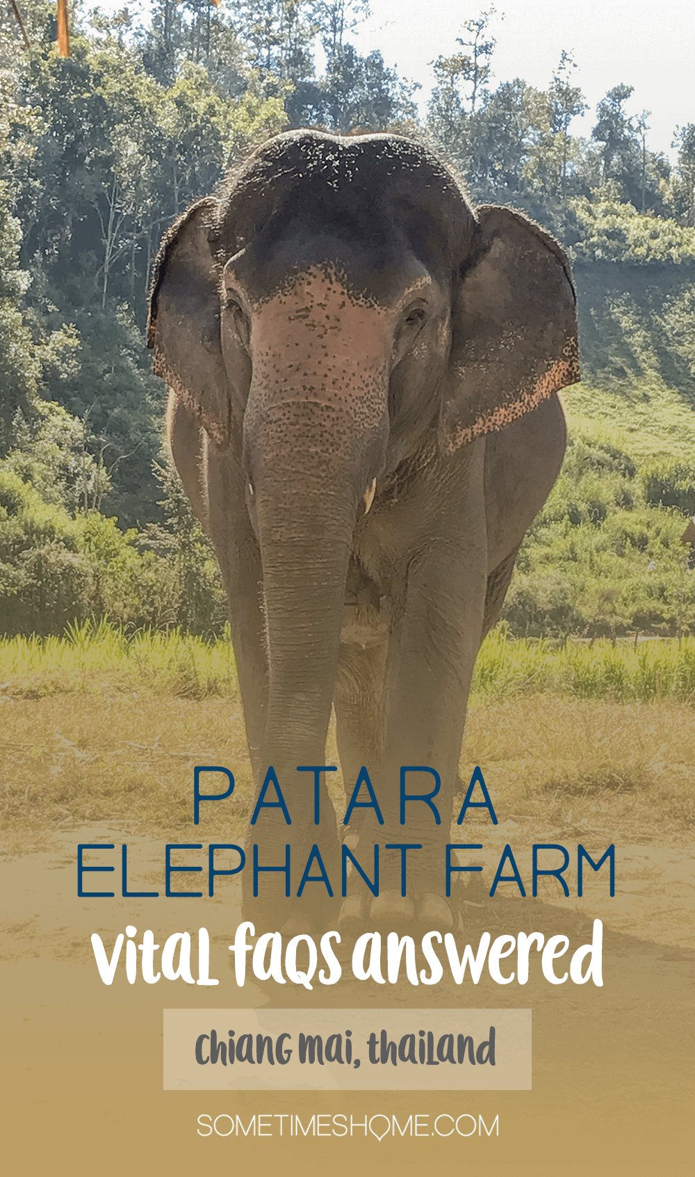 Vital FAQs Answered About Patara Elephant Farm in Chiang Mai. Information by Sometimes Home travel blog. Participating in Elephant Owner for a Day.