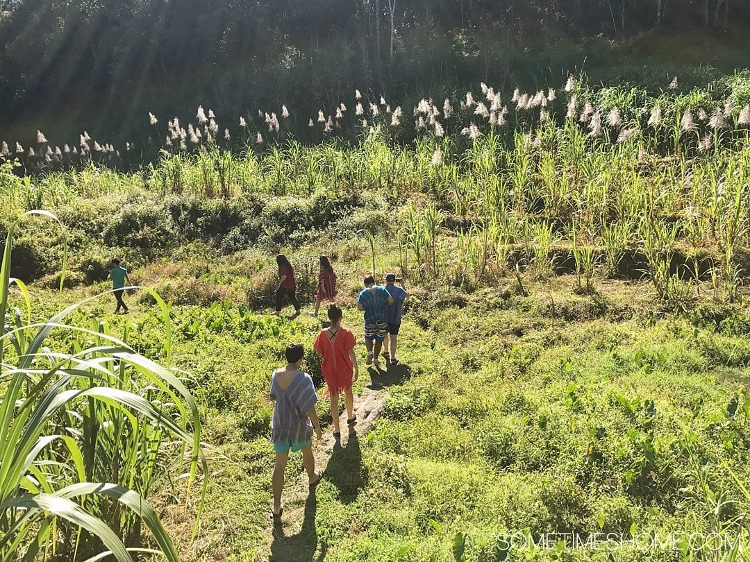 Vital FAQs Answered About Patara Elephant Farm in Chiang Mai. Information by Sometimes Home travel blog. A walk through nature to get to the elephants.