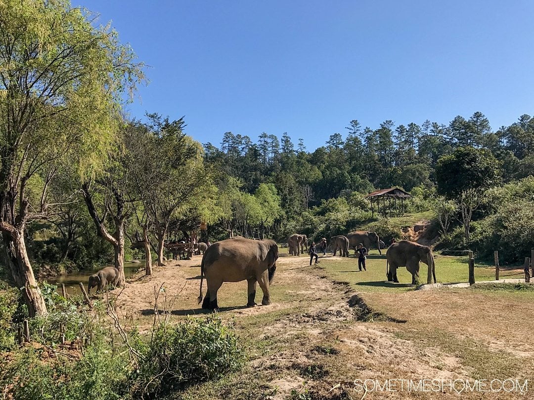 Vital FAQs Answered About Patara Elephant Farm in Chiang Mai. Information by Sometimes Home travel blog. A photo of the elephants on the farm.