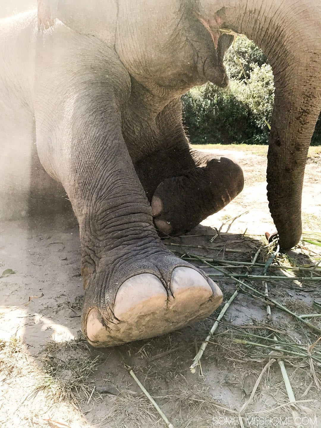 Vital FAQs Answered About Patara Elephant Farm in Chiang Mai. Information by Sometimes Home travel blog. Elephants sweat through their cuticles by their toes. Photo of an elephant foot.