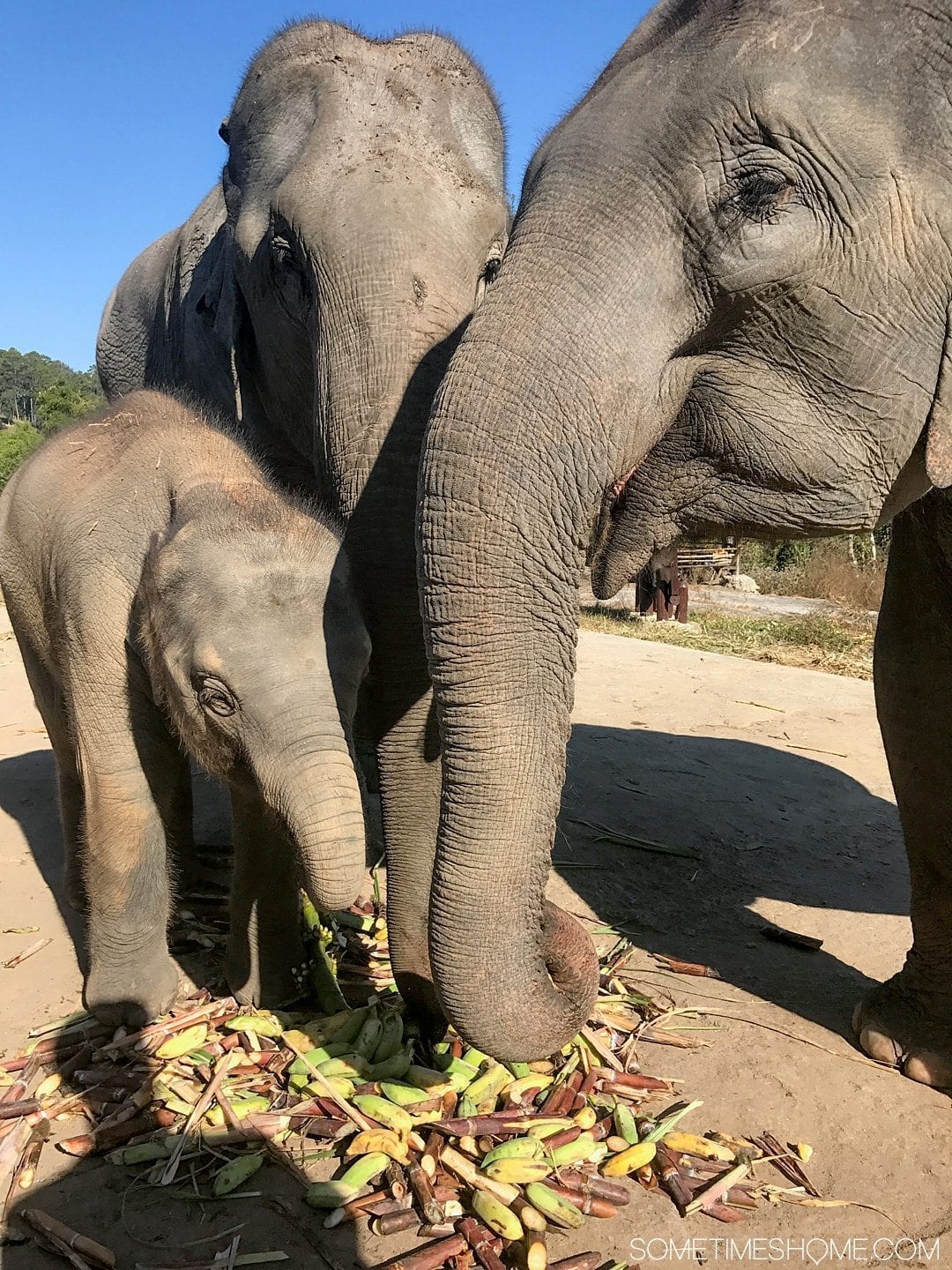 Vital FAQs Answered About Patara Elephant Farm in Chiang Mai. Information by Sometimes Home travel blog. A photo of three generations of elephants, a mother, grandmother and baby.