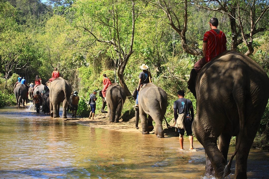 Vital FAQs Answered About Patara Elephant Farm in Chiang Mai. Information by Sometimes Home travel blog. A photo participating in Elephant Owner for a Day including riding the animals through the river.