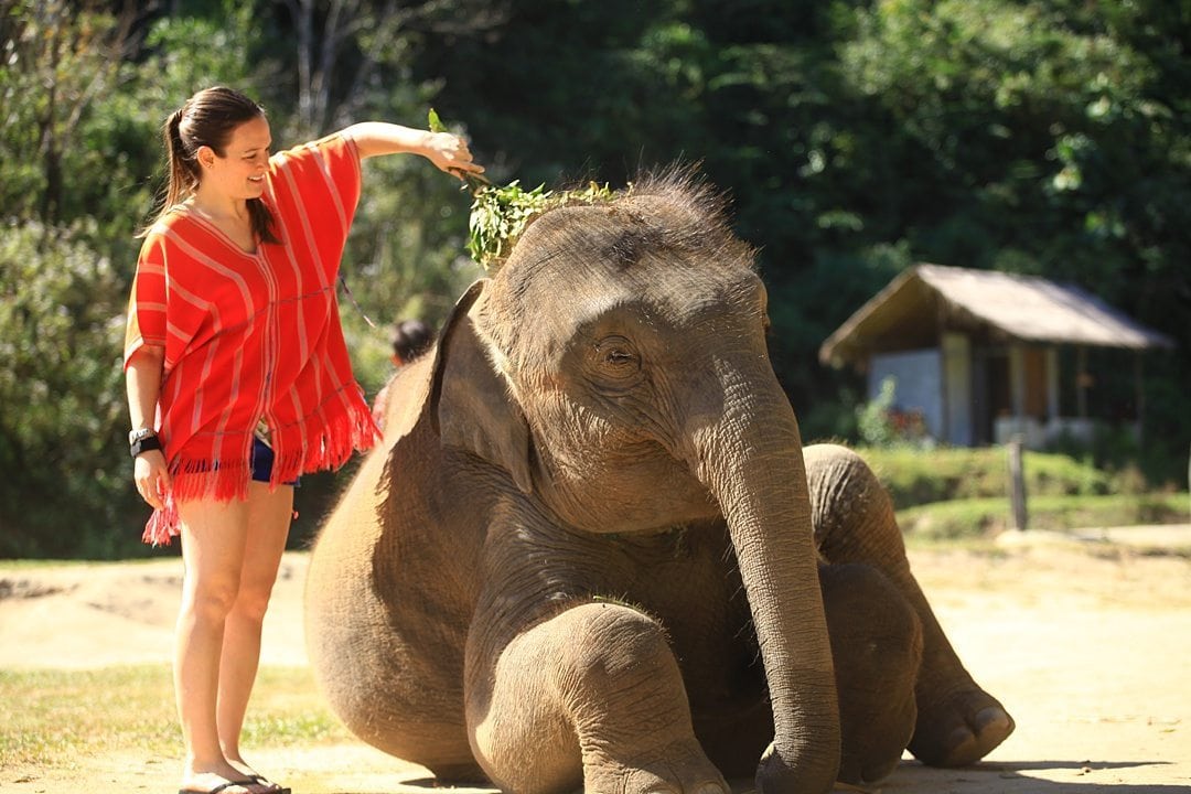 Vital FAQs Answered About Patara Elephant Farm in Chiang Mai. Information by Sometimes Home travel blog. A photo participating in Elephant Owner for a Day including cleaning the animals.