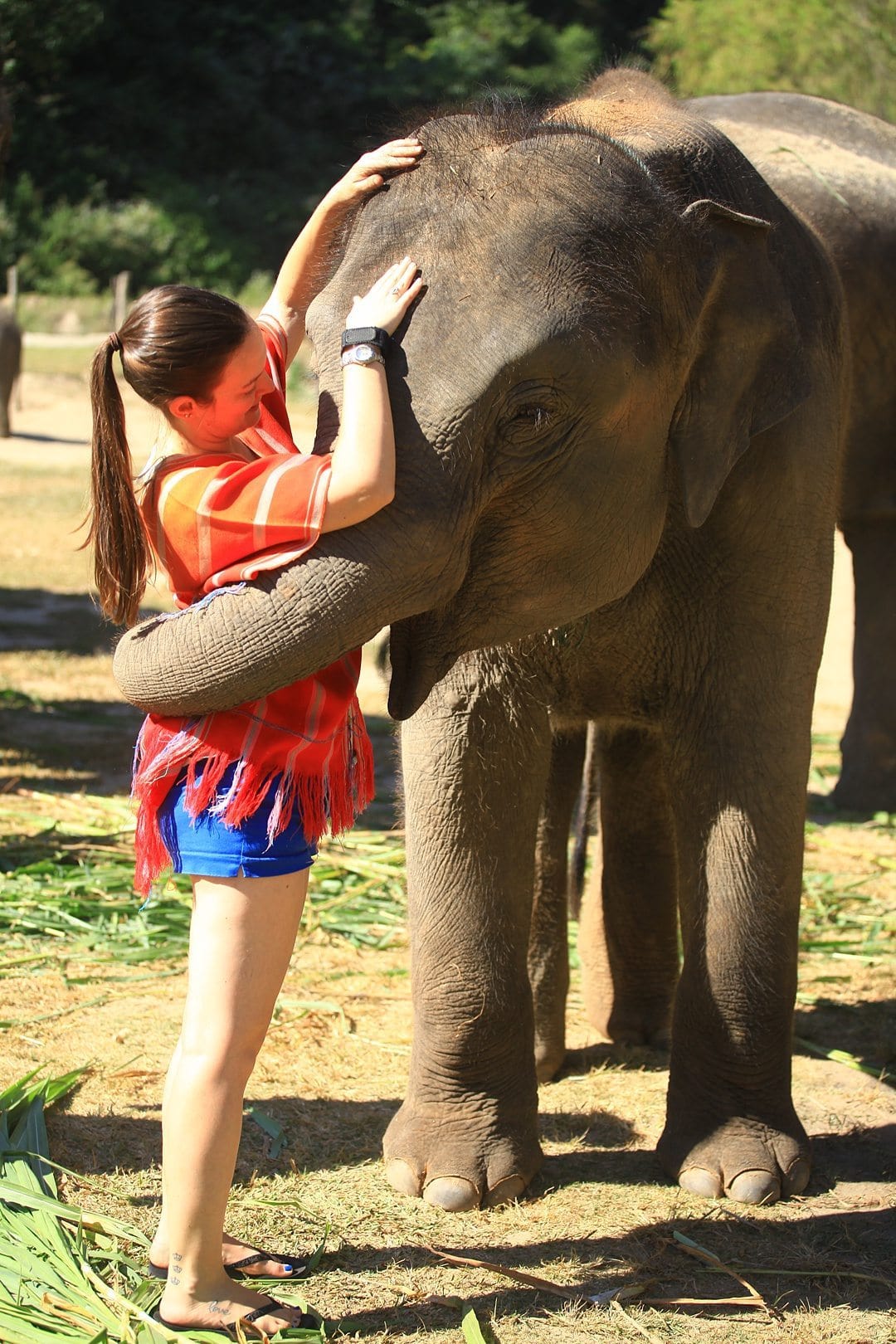 Vital FAQs Answered About Patara Elephant Farm in Chiang Mai. Information by Sometimes Home travel blog. A photo participating in Elephant Owner for a Day.