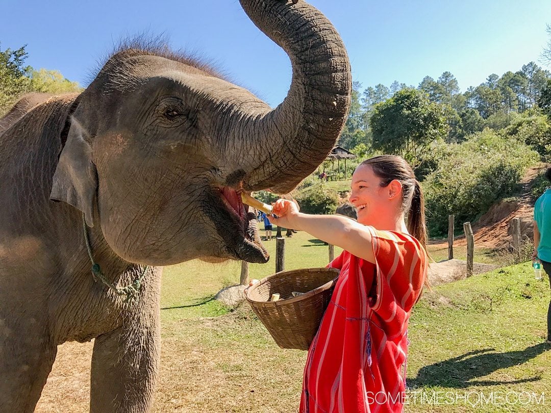 Vital FAQs Answered About Patara Elephant Farm in Chiang Mai. Information by Sometimes Home travel blog. A photo participating in Elephant Owner for a Day including feeding the animals bananas and sugar cane.