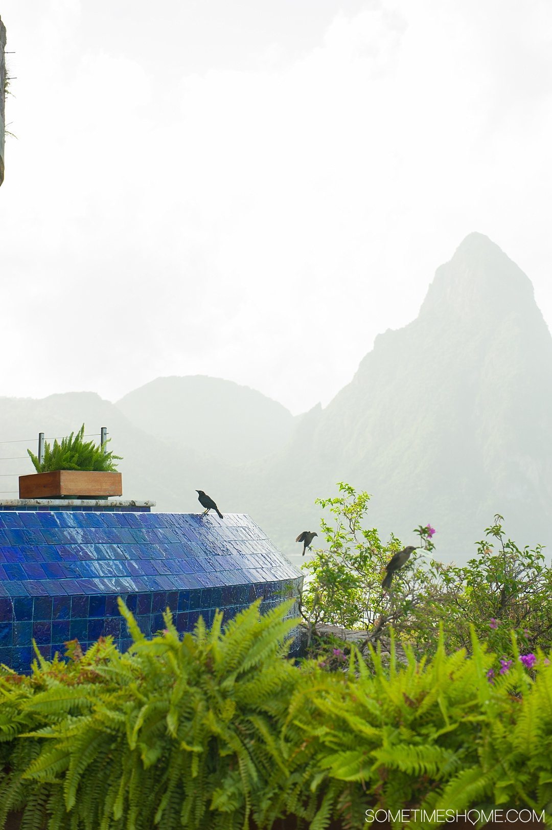 Your Questions Answered: Jade Mountain St. Lucia on Sometimes Home travel blog. Photo of blackbirds near the infinity pool in the Galaxy sanctuary. 