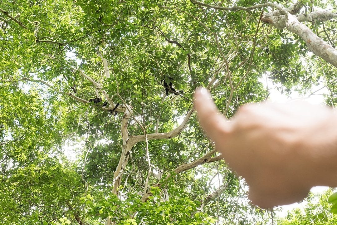 Your Tikal Guatemala Mayan Ruins Adventure Begins Here. Sometimes Home travel post with photos, tips and advice to visit this famous Mayan Ruin site. Photo of black Howler Monkeys in the trees.