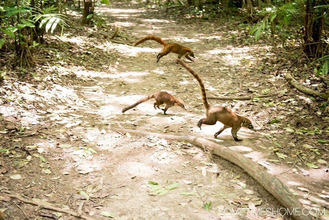 Your Tikal Guatemala Mayan Ruins Adventure Begins Here. Sometimes Home travel post with photos, tips and advice to visit this famous Mayan Ruin site. Photo of Coatis crossing the path, a relative of the raccoon.