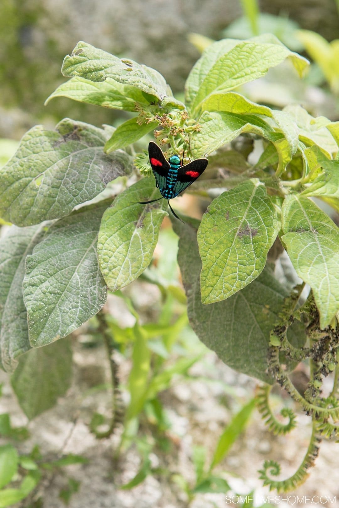 Your Tikal Guatemala Mayan Ruins Adventure Begins Here. Sometimes Home travel post with photos, tips and advice to visit this famous Mayan Ruin site. Photo of a colorful bug.