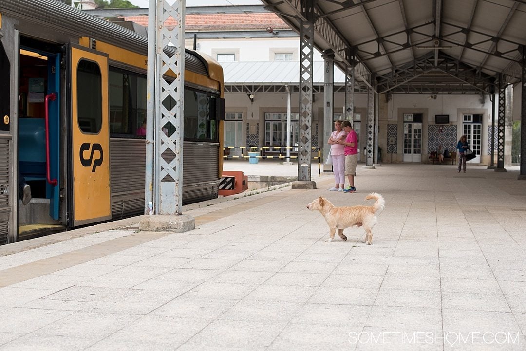 Day trip to Tomar, Portugal from Lisbon. Photos, tips and advice on Sometimes Home travel blog. Picture of the train station.