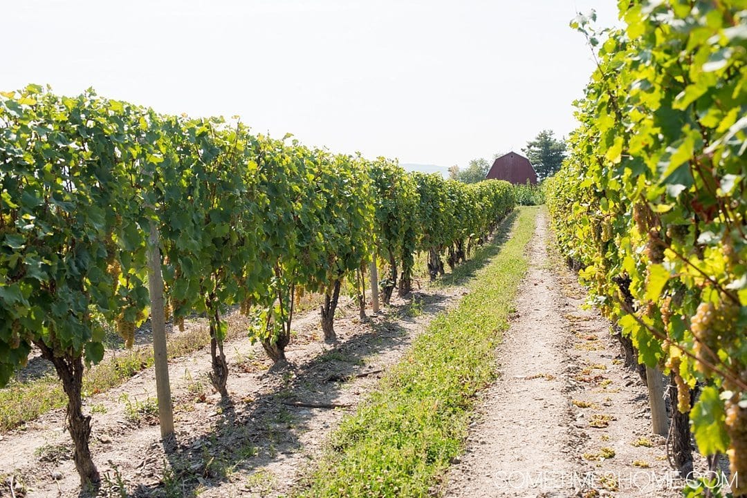 Distillery in the Finger Lakes New York near Wineries on Sometimes Home travel blog. Photo of the vineyards at Dr. Frank's winery.