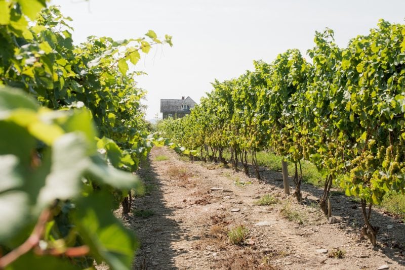 Distillery in the Finger Lakes New York near Wineries on Sometimes Home travel blog. Photo of the vineyards at Dr. Frank's winery.
