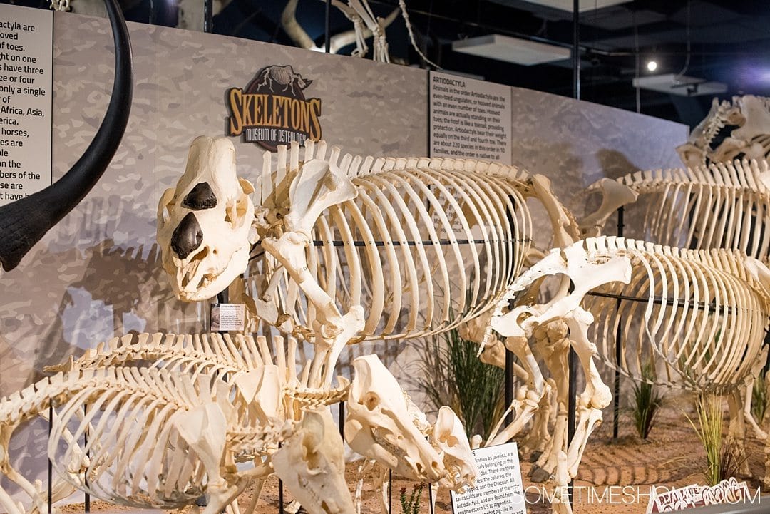 Orlando indoor activities for adults: Skeletons Museum of Osteology. It's a great thing to do for adults or kids, indoors on International Drive at the new attraction area in Florida: I-Drive 360. Great for winter, fall or spring and summer - get away from the heat! Click to see a complete review and why it's such a cool place to visit! #OrlandoFL #Skeletons #Bones