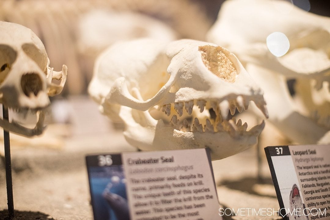 Orlando indoor activities for adults: Skeletons Museum of Osteology. It's a great thing to do for adults or kids, indoors on International Drive at the new attraction area in Florida: I-Drive 360. Learn about sea and land creatures. Click to see a complete review and why it's such a cool place to visit! #OrlandoFL #Skeletons #Bones