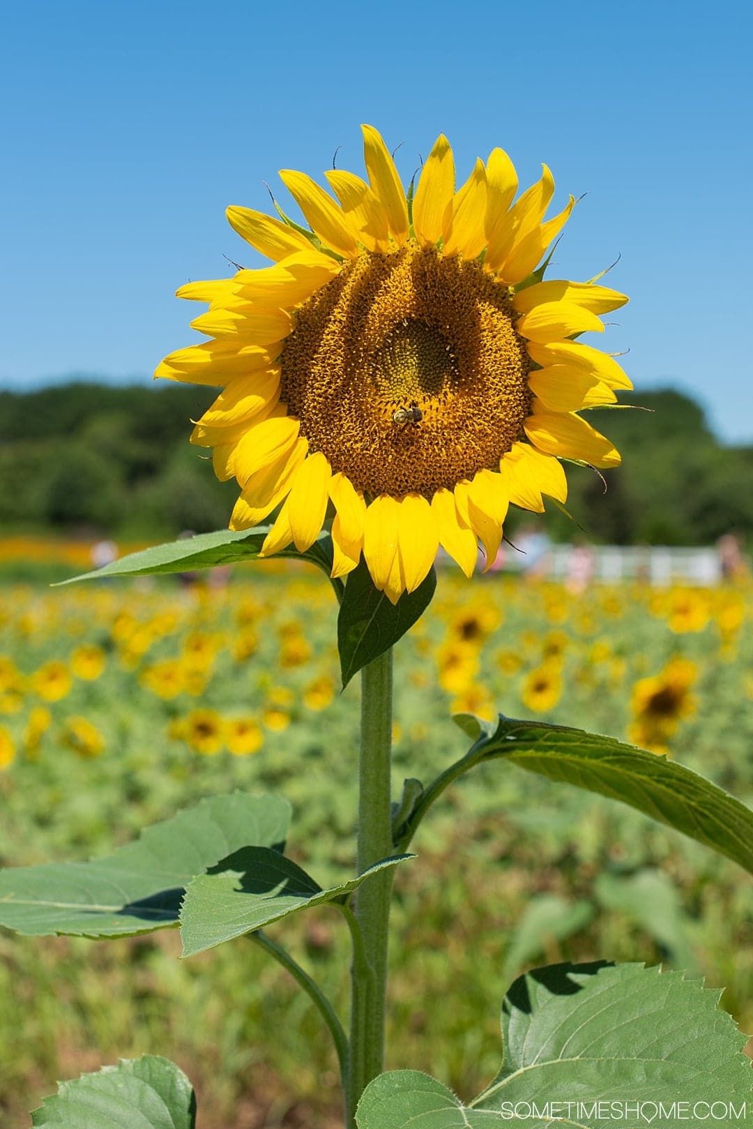 Raleigh sunflowers in North Carolina, with all the information you need to make your visit a success. Sometimes Home travel blog includes things to do at the flower fields near downtown, photos to help you get the most from your travel and summer visit to this beautiful city attraction. Click through for all the information! #RaleighNC #VisitRaleigh #Raleigh #RaleighNorthCaorlina #FlowerFields #Sunflowers #SunflowerFields