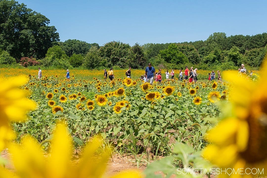 Raleigh sunflowers in North Carolina, with all the information you need to make your visit a success. Sometimes Home travel blog includes things to do at the flower fields near downtown, photos to help you get the most from your travel and summer visit to this beautiful city attraction. Click through for all the information! #RaleighNC #VisitRaleigh #Raleigh #RaleighNorthCaorlina #FlowerFields #Sunflowers #SunflowerFields