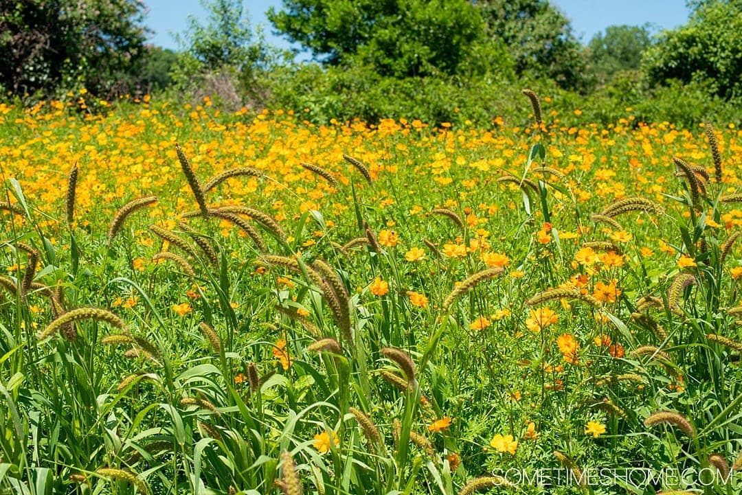 Raleigh sunflowers in North Carolina, with all the information you need to make your visit a success. Sometimes Home travel blog includes things to do at the flower fields near downtown, photos to help you get the most from your travel and summer visit to this beautiful city attraction. Click through for all the information! #RaleighNC #VisitRaleigh #Raleigh #RaleighNorthCaorlina #FlowerFields #Sunflowers #SunflowerFields