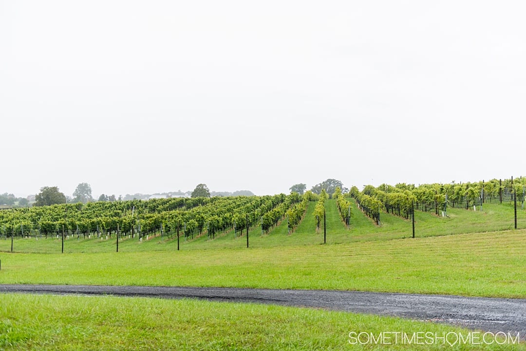 Things to do in Loudoun County, Virginia, including wineries, a hotel and spa and a beautiful picture-worthy downtown area in Leesburg. This is a trip incredibly close to Washington DC and may be the perfect getaway, close to home. Our photography will inspire you to travel there asap! Click through for details of where to eat, play and stay! #LoudounCounty #LeesburgVirginia #WashingtonDC #WeekendTrip #LansdowneResortandSpa #Lansdowne #VirginiaWineries #VirginiaWine #SometimesHome