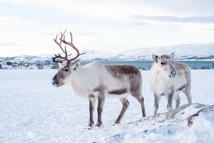 Tromso winter photos that will inspire you to travel to northern Norway during January or February. See bucket list things like Aurora Borealis (the Northern Lights), or participate in tours and things to do like feeding reindeer and taking a beautiful sleigh ride in the snow. #northernlights #sometimeshome #auroraborealis #reindeerfeeding #sleighride #tromsonorway #norway #tromsoinfebruary #tromsonorwayphotography