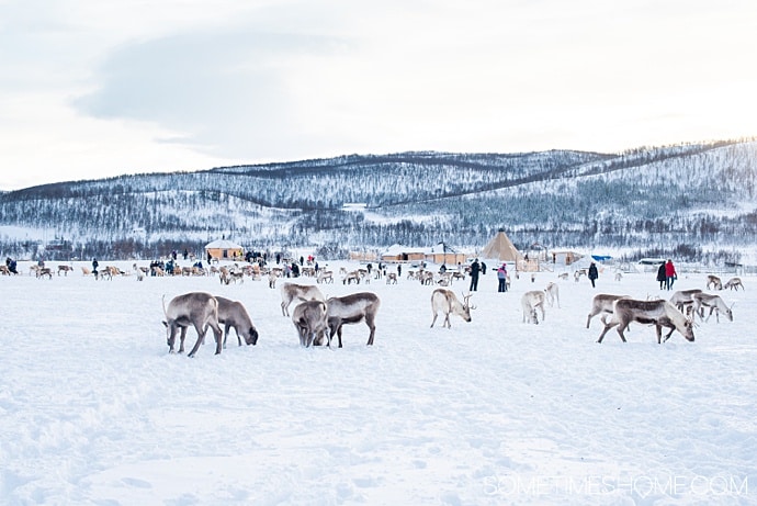 Things to do in Tromso Norway via excursions you will love! This city in the Arctic Circle is perfect to see the Northern Lights, or Aurora Borealis, and travel during winter for beautiful snow photography. We have the inside info on the tours to see all of it from reindeer experiences to Fjord cruises. #TromsoNorway #ArcticCircle #SometimesHome #NorthernNorway #TromsoNorwayPhotography #TromsoNorwayWinter