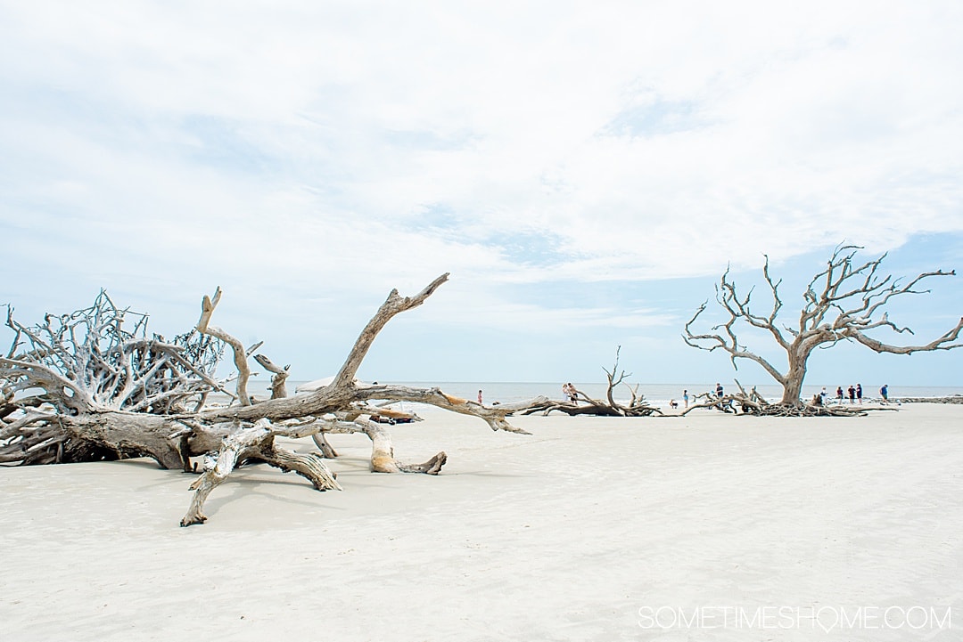 Things to do in Jekyll Island, Georgia, including restaurants with great food, beaches with iconic driftwood, sea turtles and hotel resorts for your vacation. If you're looking for a beautiful U.S. state to travel to for your trip this is a great destination. #JekyllIlsand #Georgia #eastcoast | Georgia | Beach Destinations | US Travel destinations by Sometimes Home