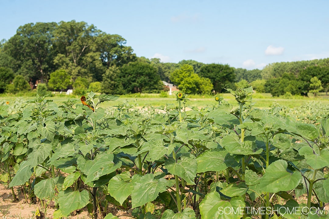 Raleigh sunflowers in North Carolina, with all the information you need to make your visit a success. Sometimes Home travel blog includes things to do at the flower fields near downtown, photos to help you get the most from your travel and summer visit to this beautiful city attraction. Click through for all the information! #RaleighNC #VisitRaleigh #Raleigh #RaleighNorthCaorlina #FlowerFields #Sunflowers #SunflowerFields