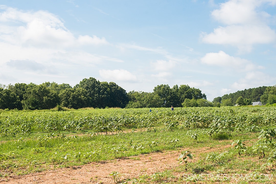 Raleigh sunflowers in North Carolina, with all the information you need to make your visit a success. Sometimes Home travel blog includes things to do at the flower fields near downtown, photos to help you get the most from your travel and summer visit to this beautiful city attraction. Click through for all the information! #RaleighNC #VisitRaleigh #Raleigh #RaleighNorthCaorlina #FlowerFields #Sunflowers #SunflowerFields