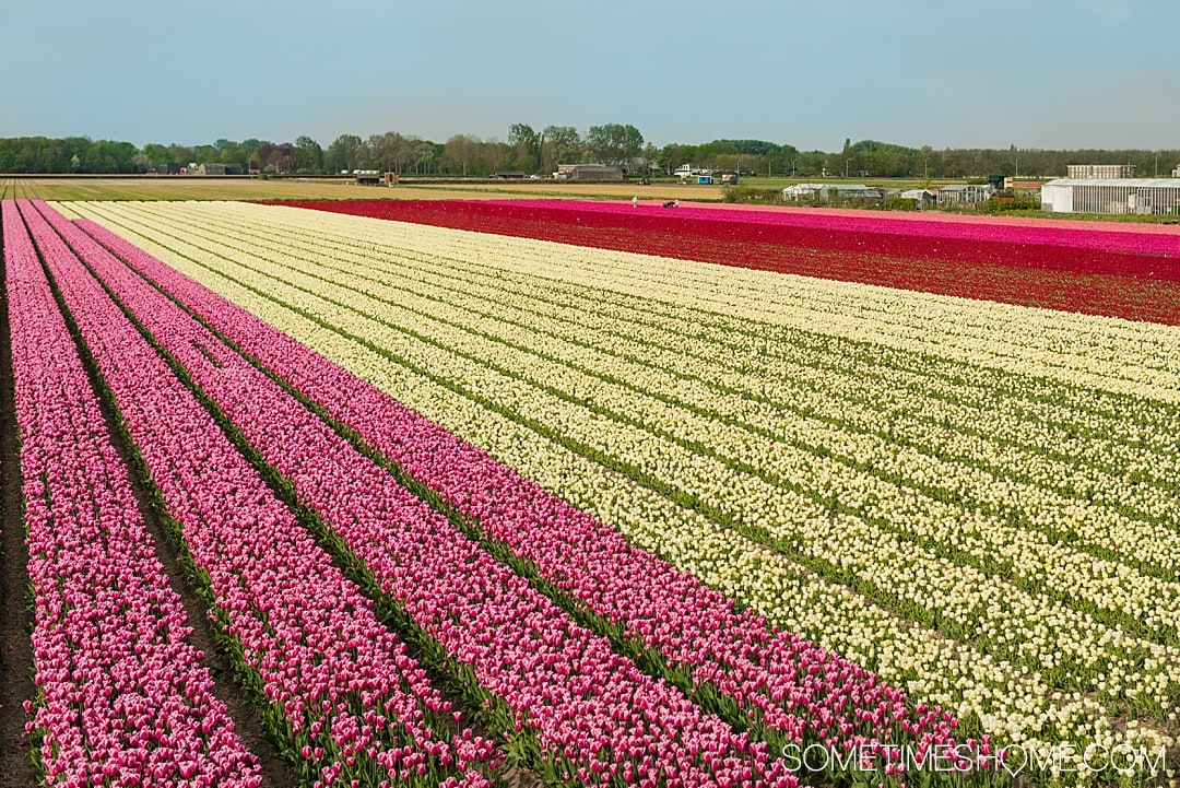 Travel from Amsterdam to Keukenhof to see flower gardens, tulip fields of your dreams and enjoy nature. Holland is home to Lisse, the festival city and bucket list event at one of the most beautiful European cities in the world during spring season in The Netherlands. The colors and beauty of the bulbs in bloom in our photography and tips in our articles will inspire you to vacation to this destination no matter where you live in the world. #Keukenhof #TulipFields #TulipGarden #SometimesHome