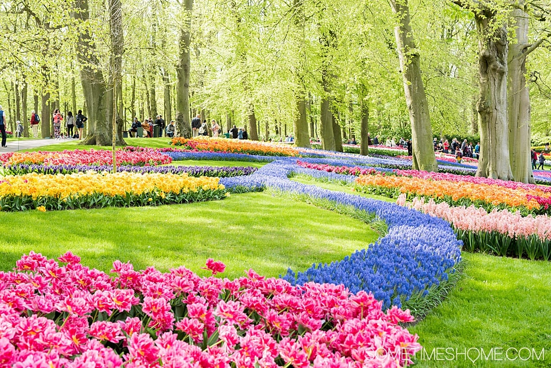 Travel from Amsterdam to Keukenhof to see flower gardens, tulip fields of your dreams and enjoy nature. Holland is home to Lisse, the festival city and bucket list event at one of the most beautiful European cities in the world during spring season in The Netherlands. The colors and beauty of the bulbs in bloom in our photography and tips in our articles will inspire you to vacation to this destination no matter where you live in the world. #Keukenhof #TulipFields #TulipGarden #SometimesHome